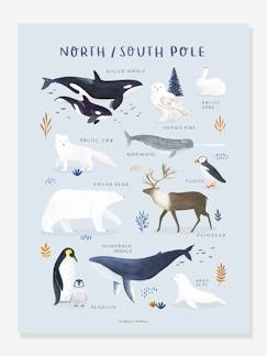 Linge de maison et décoration-Décoration-Cadre, affiche, pêle-mêle-Affiche Animaux Pôle Nord/Sud Living Earth LILIPINSO