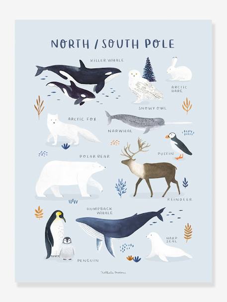 Affiche Animaux Pôle Nord/Sud Living Earth LILIPINSO bleu glacier 