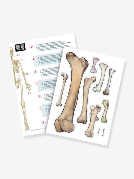 Kinder Anatomie-Skelett BUKI mehrfarbig 